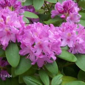 Meet your Posher, Kathleen